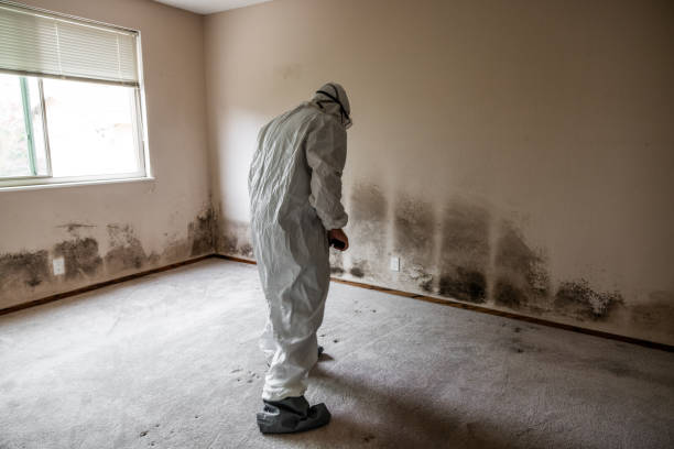 Best Asbestos and Lead Testing During Mold Inspection  in Grafton, WV